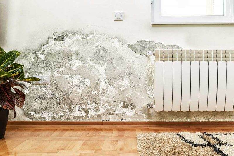 How to find and get rid of black mold - CNET